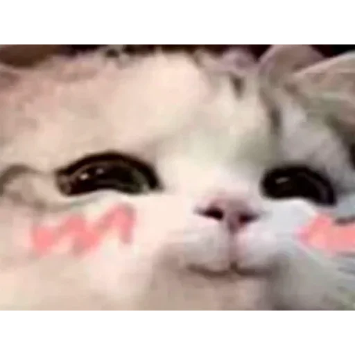 Стикер HCIiykvX_by_stickers_stealer_bot - 1