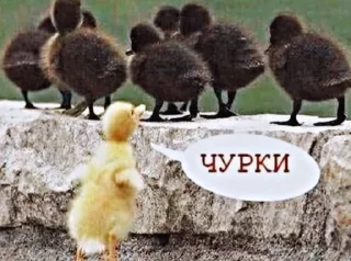 Sticker недындра - 8