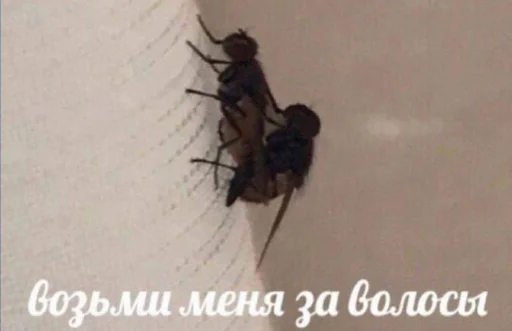 Стикер HET_HEPBOB - 1