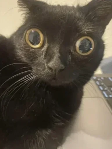 Стикер HFSKEVD_by_stikers_du_ark_bot - 1