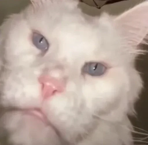 Sticker HFSKEVD_by_stikers_du_ark_bot - 1