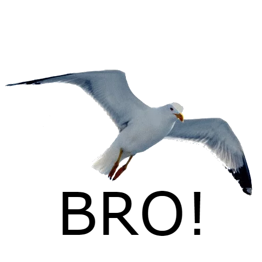 Sticker HIMPROMOREEEL - 1