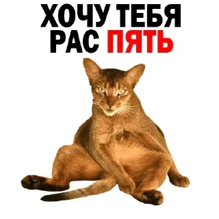 Стикер Больше стикеров: @sticerru - 11