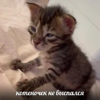 Sticker @stiki_tg_nah_canal - 9