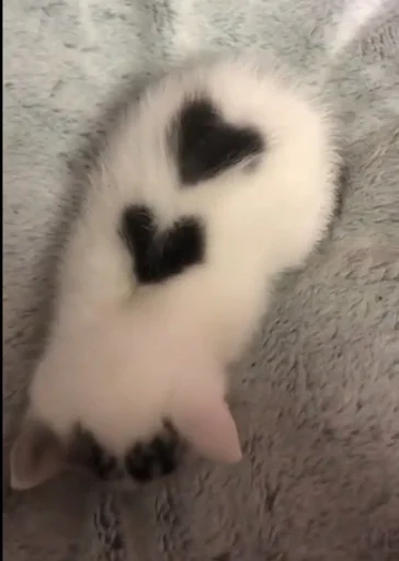 Стикер HLTCSYRMLZ_by_moyi_stikery_bot - 1