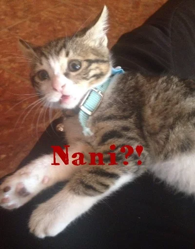 cat animal small to medium-sized cats