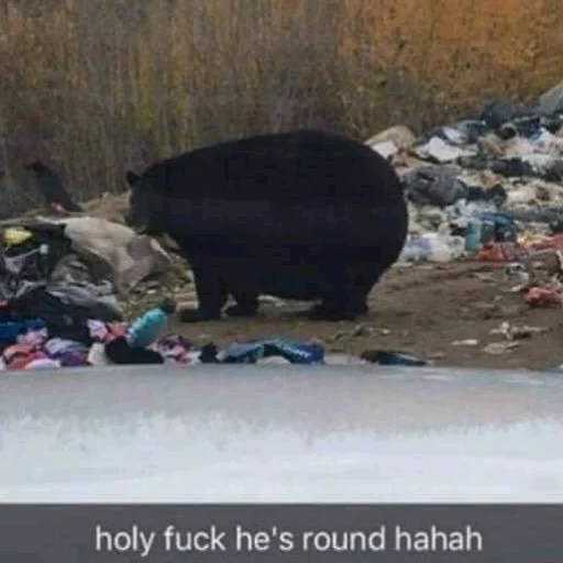 animal outdoor mammal