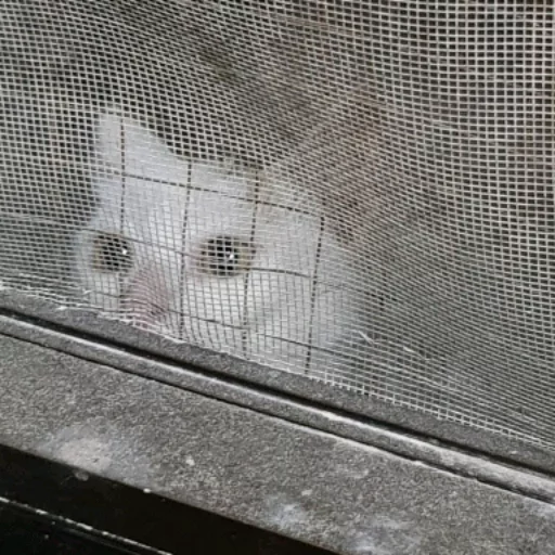 animal mesh animal shelter