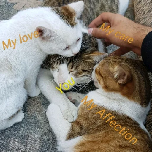 cat domestic cat felidae