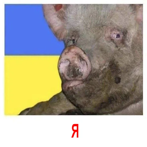 Sticker HOHLOMIDIOZ - 1