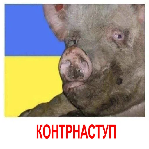 Sticker HOHLOMIDIOZ - 1