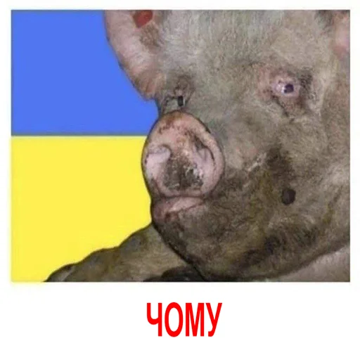 Стикер HOHLOMIDIOZ - 1