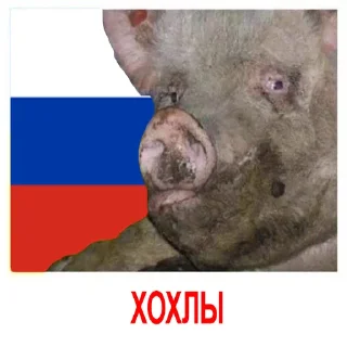 Стикер HOHLOMODIOZ - 8