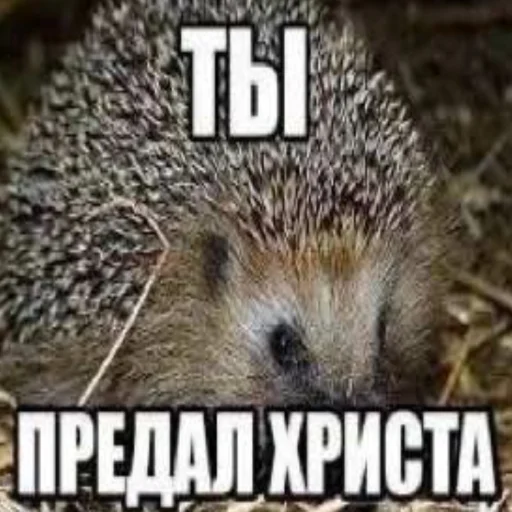 Стикер HONEST2 - 1