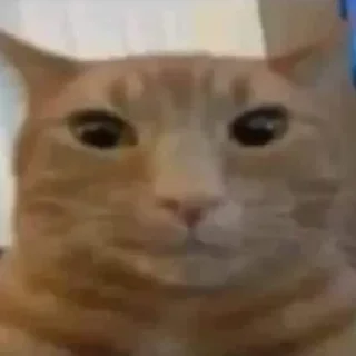 Sticker Май хонест реактион 2 @HONESTREACTION69 - 8