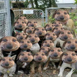 Sticker Май хонест реактион 2 @HONESTREACTION69 - 0