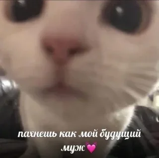 Sticker 💕Стики тут: @sekstick - 1