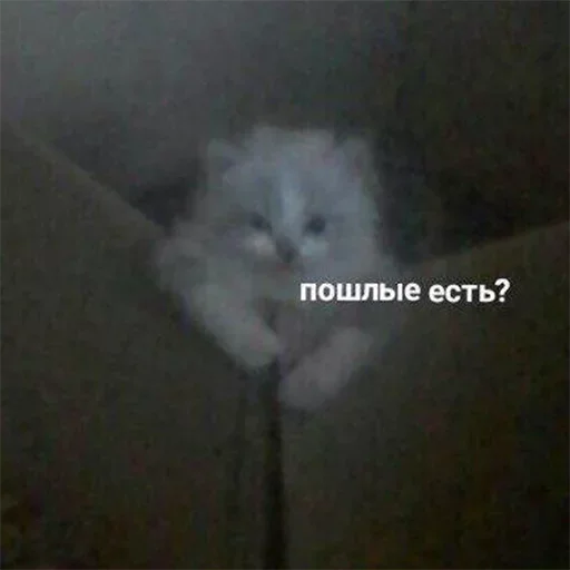 животное млекопитающее кошка