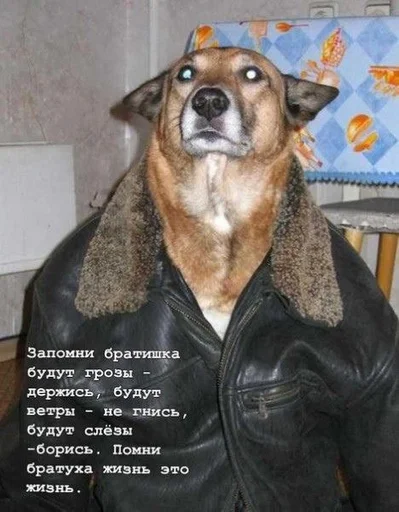 Sticker Похуй :: @fStikBot - 6