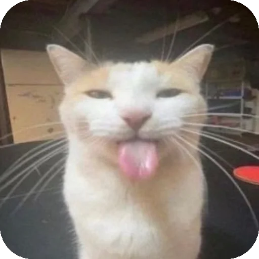 хаха к𑄝т язык п𑄝казывает - 