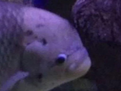 Sticker كسمكم 6 - 4