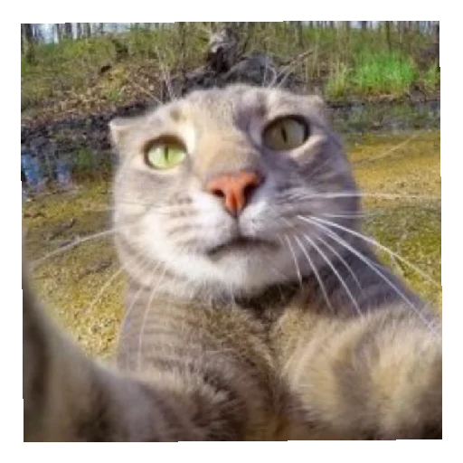 Стикер Hahvha7 - 1