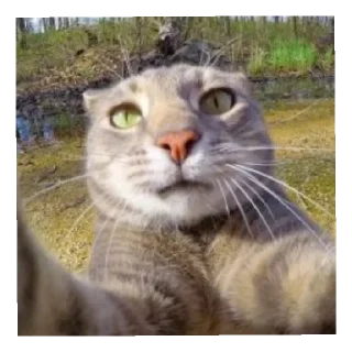 Стикер Хахвха - 6