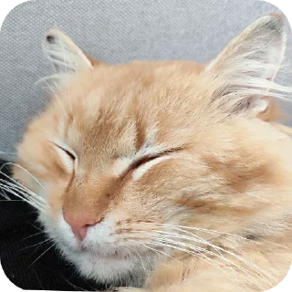 Sticker Хайль - 2