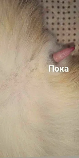 Sticker Зайки :: @fStikBot - 1