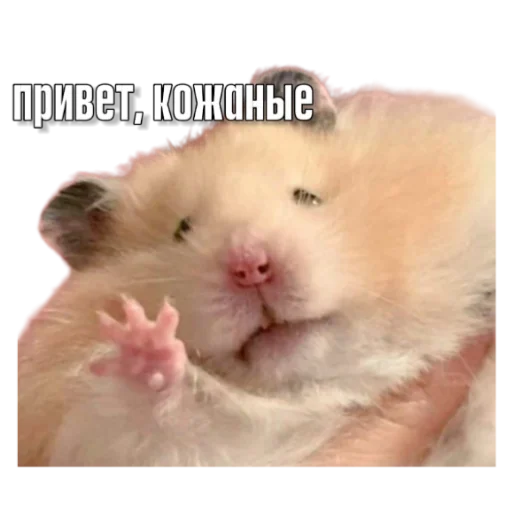 Тапаем и плачем: @hamster_kombat_combo_new - 