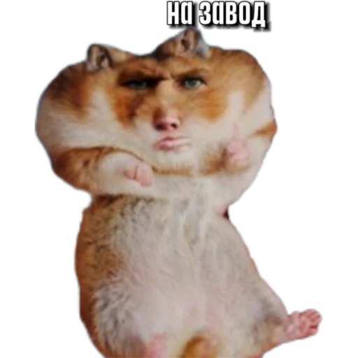 Sticker Hamsterbest1 - 1