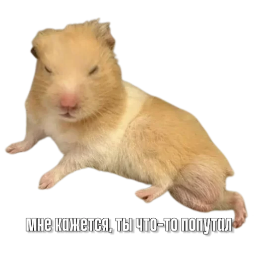 Sticker Hamsterbest1 - 1
