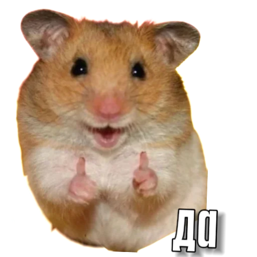 Sticker Hamsterbest1 - 1