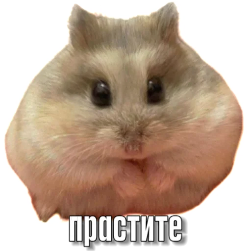 Sticker Hamsterbest1 - 1