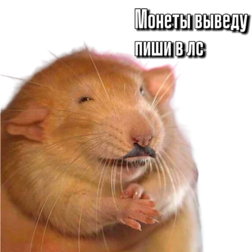 Sticker Hamsterbest1 - 1