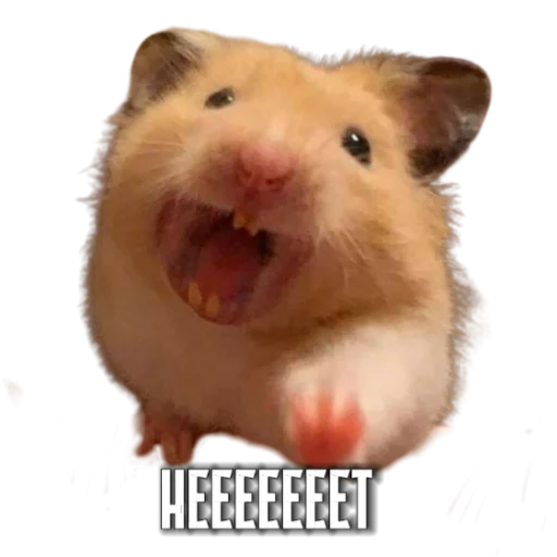 Sticker Hamsterbest1 - 1
