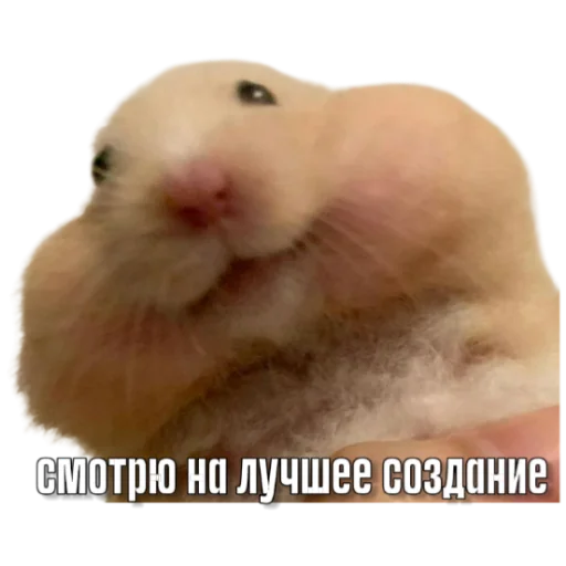 Sticker Hamsterbest1 - 1
