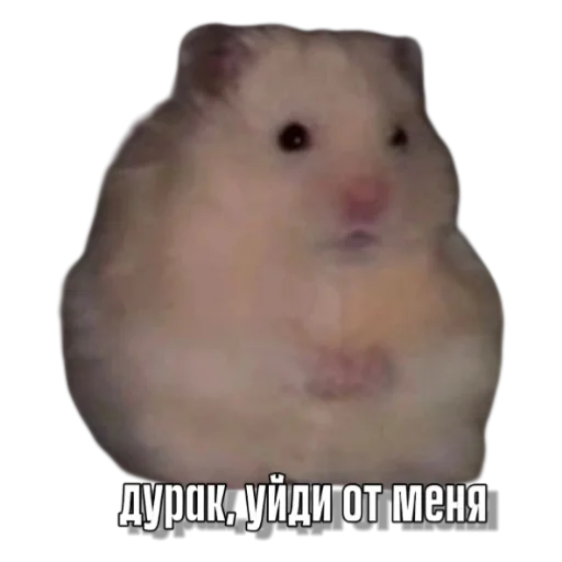 Sticker Hamsterbest1 - 1