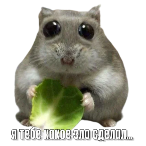 Sticker Hamsterbest1 - 1