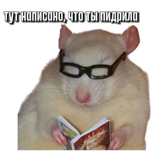 Sticker Hamsterbest1 - 1