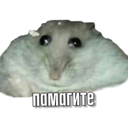 Sticker Hamsterbest1 - 1