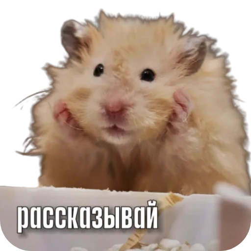 Sticker Hamsterbest1 - 1