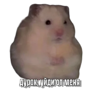 Sticker Тапаем и плачем: @hamster_kombat_combo_new - 7