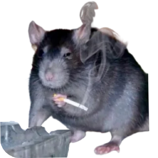 Sticker Тапаем и плачем: @hamster_kombat_combo_new - 6