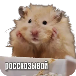 Sticker Тапаем и плачем: @hamster_kombat_combo_new - 1