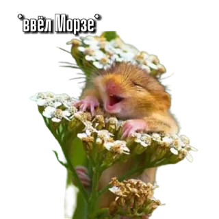 Sticker Тапаем и плачем: @hamster_kombat_combo_new - 10