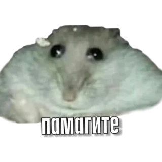 Sticker Тапаем и плачем: @hamster_kombat_combo_new - 2