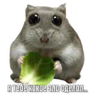 Sticker Тапаем и плачем: @hamster_kombat_combo_new - 4