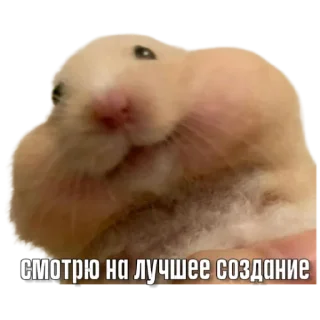 Sticker Тапаем и плачем: @hamster_kombat_combo_new - 8