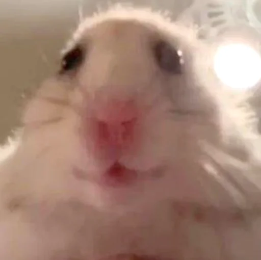 Стикер Hamsters_Stickers - 1